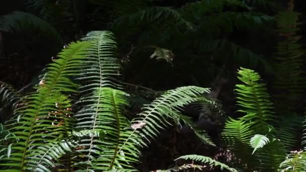 Fougères se balançant dans la brise. Caméra verrouillée .
