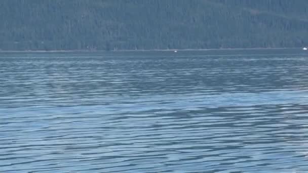 Humpback Whale Juneau Krótkim Klapy Ogon Powierzchni Ręczny Aparat Fotograficzny — Wideo stockowe