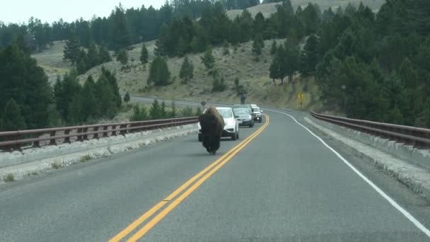 Buffalo Atravessando Rio Yellowstone Perto Tower Junction Parque Nacional Yellowstone — Vídeo de Stock