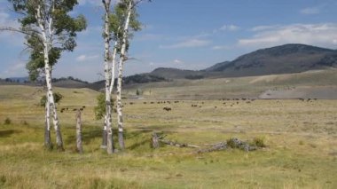 Lamar Vadisi'nde bir bizon sürü, Yellowstone Milli Parkı.