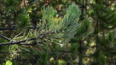 Sabah nem ile Çam İğneler. El.