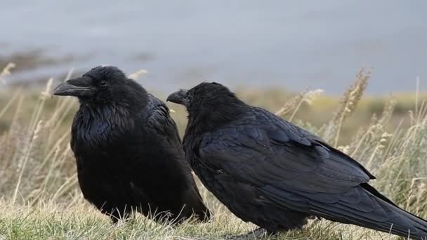两只乌鸦在梳妆打扮 黄石国家公园相机锁定 — 图库视频影像