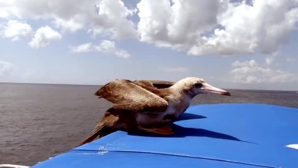 Bird Hitching Åktur Båt — Stockvideo