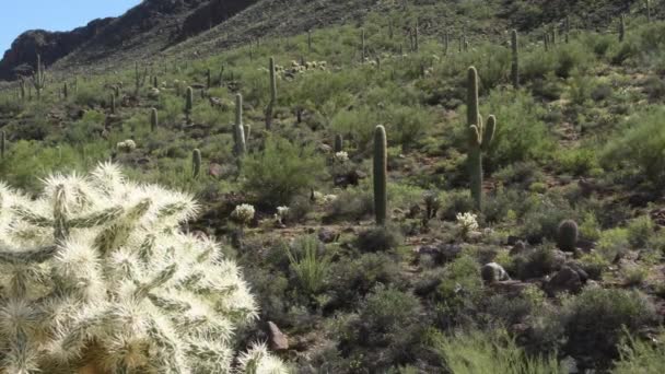 仙人掌在萨瓜罗国家森林 亚利桑那州的微风 相机锁定 — 图库视频影像