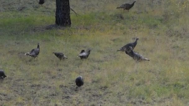 Zwerm Kalkoenen Grazen Een Veld — Stockvideo