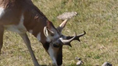 Pronghorn Lamar Vadisi'nde bir alanda yiyecek arıyor, Yellowstone Milli Parkı. Kamera hayvan izleme.