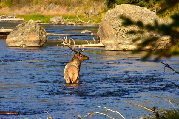 Elk v řece — Stock fotografie