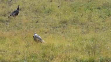 Arizona 'daki Büyük Kanyon Ulusal Parkı' nın kuzey kesiminde otlayan hindiler. Kamera el bilgisayarı.