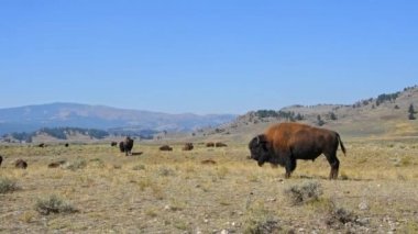 Wyoming 'deki Yellowstone Ulusal Parkı' ndaki Lamar Vadisi 'nde sürüsünü izleyen bir bizon boğası var. Kamera El Bilgisayarı.