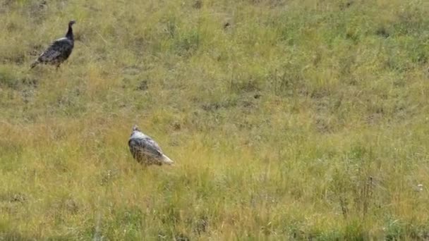 アリゾナ州グランドキャニオン国立公園の北リムのフィールドでの七面鳥の放牧 手持ちカメラ — ストック動画