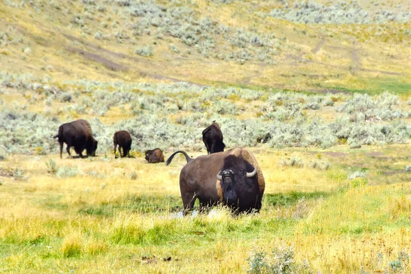 Troupeau Bisons Dans Parc National Yellowstone — Photo