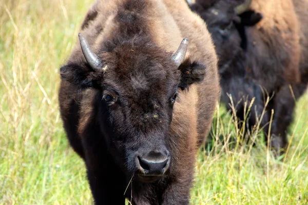 Retrato Close Búfalo Jovem Custer State Park Dakota Sul — Fotografia de Stock