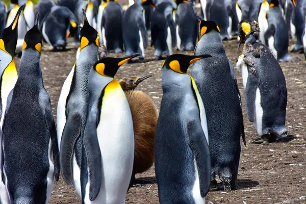 Une Colonie Manchots Royaux Poussin Jeune Adulte Mue Îles Malouines — Photo