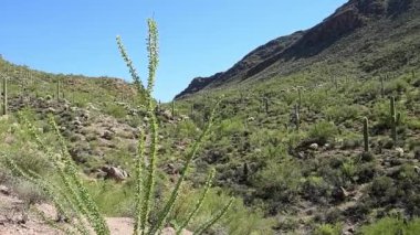 Arizona 'daki Saguaro Ulusal Parkı' nda hareketsiz bir sahne. Kamera kilitlendi.