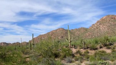 Arizona 'daki Saguaro Ulusal Parkı' nda hareketsiz bir sahne. Kamera kilitlendi.