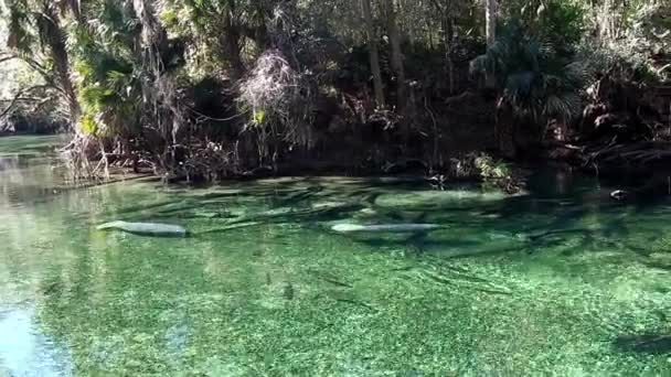 Zeekoeien Zwemmen Blue Springs State Park Florida Handheld Van Camera — Stockvideo