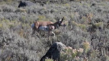 Yellowstone Ulusal Parkı 'ndaki Lamar Vadisi' ndeki Sage fırçası arasında otlayan bir Pronghorn Buck. Kamera hayvanı takip ediyor..