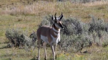 Antilop Buck, Lamar Vadisi, Yellowstone Ulusal Parkı, Wyoming 'de bilge çalıların arasında yürürken tetikte..