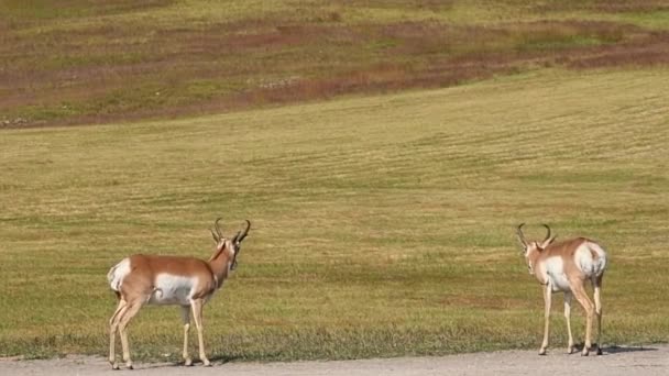 Zwei Antilopenböcke Stehen Der Nähe Einer Straße Custer State Park — Stockvideo