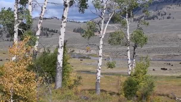 Viento Sopla Los Árboles Aspen Valle Lamar Parque Nacional Yellowstone — Vídeos de Stock