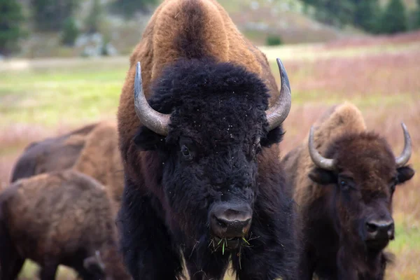 Bull Buffalo Comiendo Hierba Con Sus Hembras Detrás Custer State —  Fotos de Stock