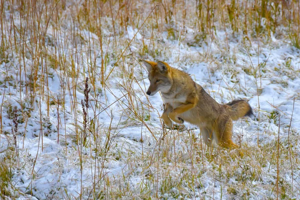 Kojot Rzuca Się Ofiarę Śniegu Parku Narodowym Yellowstone — Zdjęcie stockowe