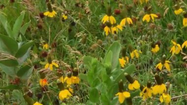 Siyah gözlü Susan 'lar rüzgarda sallanıyorlar. Kamera kilitlendi.