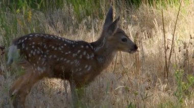 Kurumuş otları keşfeden bir katır geyiği yavrusu. Kamera el bilgisayarı.