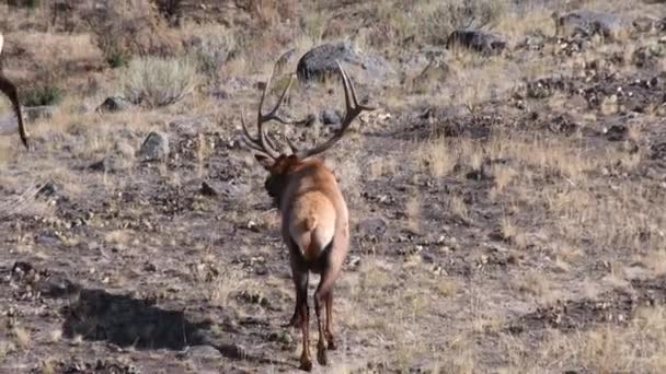 Bull Elk Walking Field Yellowstone National Park Gardner Montana Camera — Stock Video
