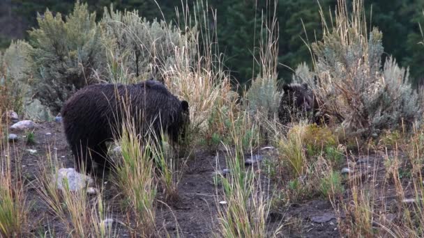 Malá Grizzly Svině Její Mláďata Dešti Yellowstonském Národním Parku Hrabou — Stock video