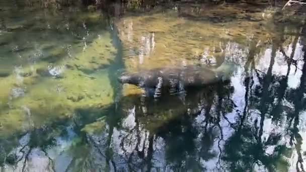 Ланати Плавает Реке Парке Homosassa Springs State Park Флорида Камера — стоковое видео