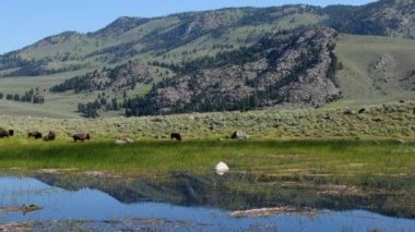 Yellowstone Ulusal Parkı 'ndaki Lamar Vadisi' nde küçük bir bizon sürüsü. Kamera sağa sola döner.