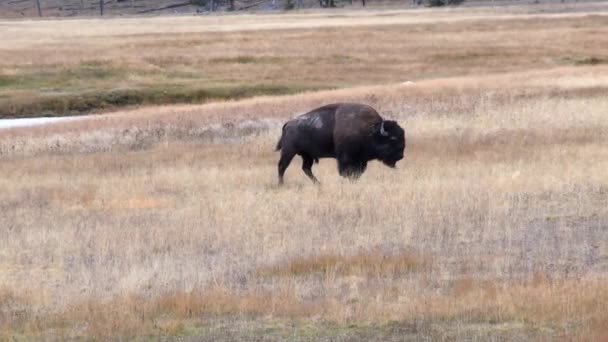 Een Bizon Grazend Droog Gras Yellowstone National Park Camera Volgt — Stockvideo