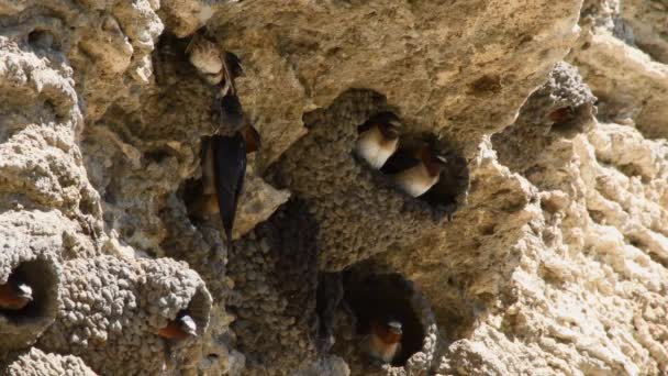 Egy Cliff Swallows Kolónia Soda Butte Ban Lamar Völgyben Yellowstone — Stock videók