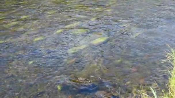夹持从水流和可见的河底岩石开始 位于黄石公园的麦迪逊河的摄像盘 — 图库视频影像