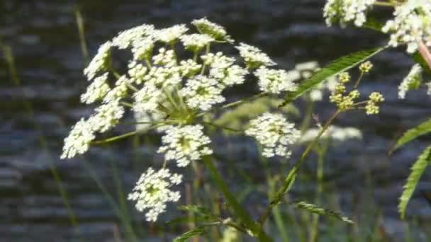 Rocky Mountain Hemlock Persley Svajande Vinden Med Vatten Från Flod — Stockvideo