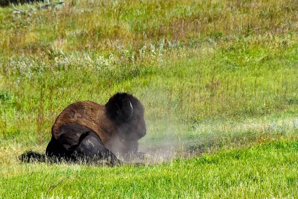 Reposer Après Bain Poussière Dans Custer State Park Dakota Sud — Photo