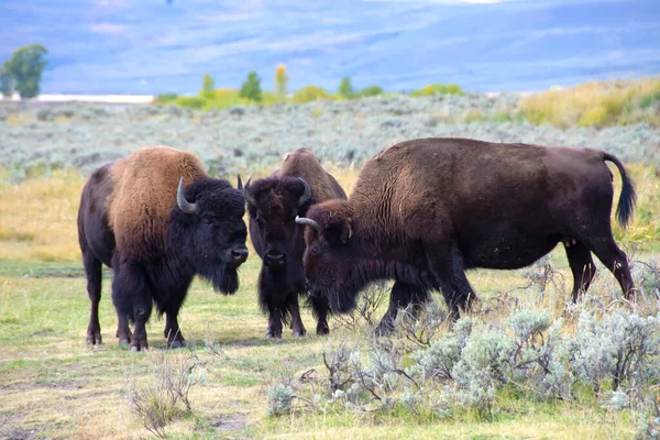 Trzy Bawoły Rozmawiają Parku Narodowym Yellowstone — Zdjęcie stockowe