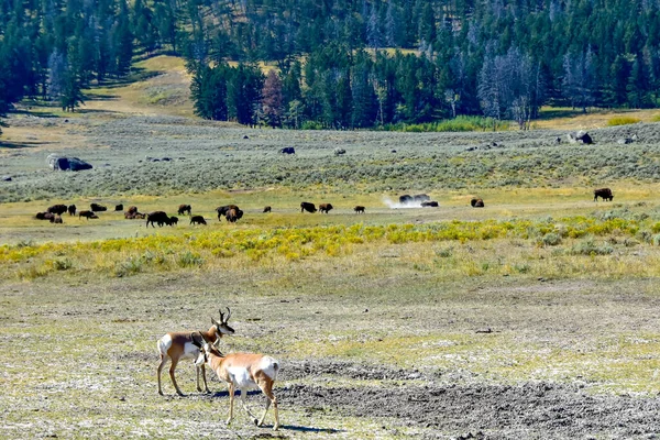 Antelope Buffalo Lamar Valley Yellowstone National Park — Stock fotografie