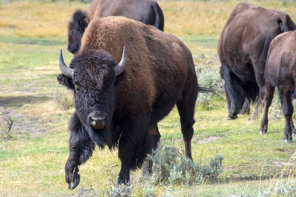 Buffalo Mężczyzna Lamar Valley Yellowstone National Park — Zdjęcie stockowe