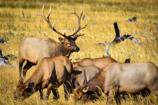 Alce Touro Campo Com Suas Fêmeas Yellowstone National Park — Fotografia de Stock