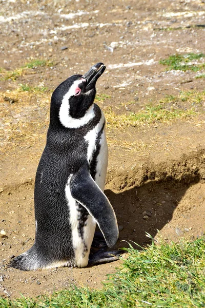 Profilel Pinguim Magalhães Ilha Magdalena Chile — Fotografia de Stock