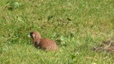 Bir çayır köpeği yeşil çimen tarlasında tetikte bekliyor. Kamera kilitlendi.