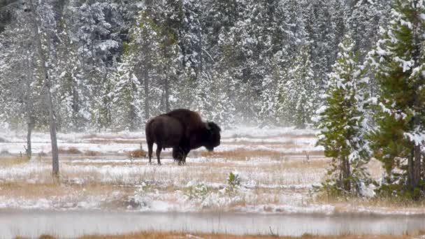 イエローストーン国立公園の川から蒸気が立ち上る野原に立つ水牛 カメラロック — ストック動画