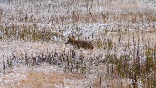 Coyote Caccia Campo Innevato Parco Nazionale Yellowstone Campo Lungo Fiume — Video Stock
