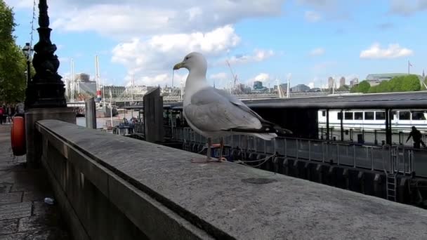 Burung Camar Berdiri Dinding Sepanjang Sungai Thames London Kamera Genggam — Stok Video