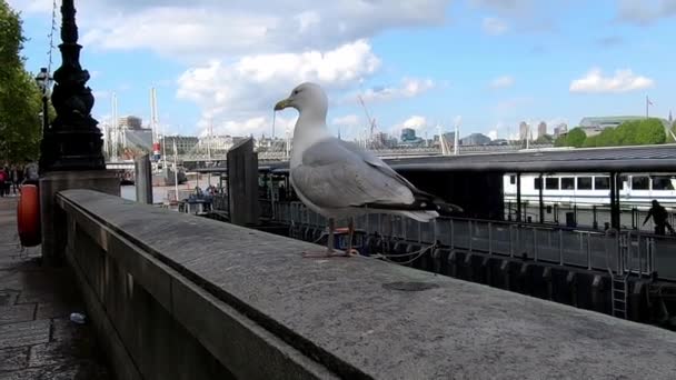 ロンドンのテムズ川沿いの壁に立つカモメ 手持ちカメラ — ストック動画