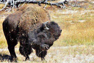Bufalo Yellowstone Ulusal Parkı 'nda toz banyosu yapıyor..