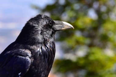 Bryce Canyon Ulusal Parkı 'nda Kuzgun profili.