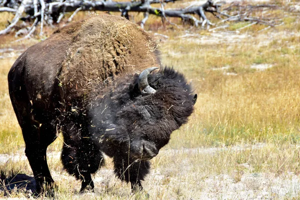 Buffalo Tomando Banho Poeira Parque Nacional Yellowstone — Fotografia de Stock